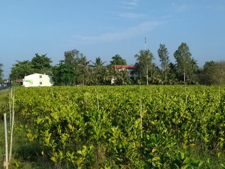 Cây mít phát triển mạnh trên đất ruộng ở huyện Mang Thít.