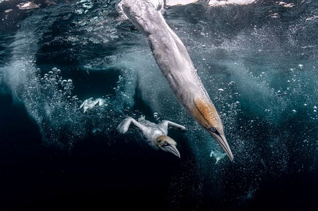Nhiếp ảnh gia Henley Spiers (Anh) đứng thứ 2 với bức ảnh ghi lại khoảnh khắc một con chim gannet phi thân lao xuống biển để săn cá.