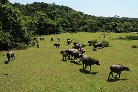 Một trại bò của các hộ dân người đồng bào dân tộc BaNa nằm trong vùng lõi Khu dự trữ sinh quyển thế giới cao nguyên Kon Hà Nừng (Ảnh: Ngọc Sơn).
