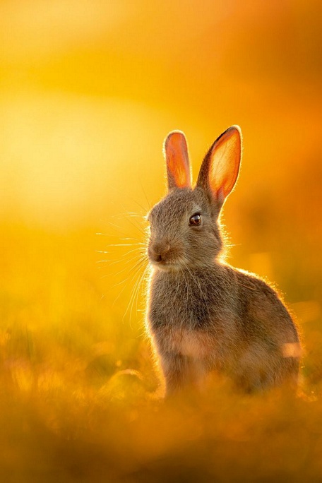  Người được gọi tên ở danh mục ảnh Động vật hoang dã là nhiếp ảnh gia Mitchell Lewis với tác phẩm một con thỏ đơn độc ở công viên Richmond, London.