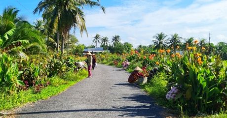 Học tập và làm theo Bác, trong xây dựng nông thôn mới, các địa phương đã vận động nhân dân chung tay trồng hoa, cây xanh làm đẹp các tuyến đường quê.