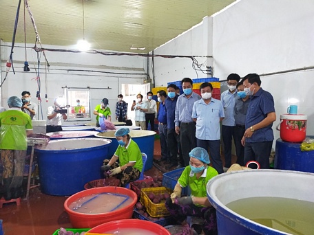Bộ trưởng Nông nghiệp- PTNT Lê Minh Hoan khảo sát quy trình chế biến khoai lang.