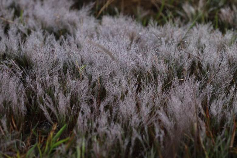 Nhiều người còn gọi cỏ hồng là cỏ tuyết do khi bình minh thức giấc, tiết trời Đà Lạt khá lạnh và nhiều sương, những giọt sương sớm đọng trên cỏ tạo nên một khung cảnh không khác gì đồi tuyết (Ảnh: Đồng Ngô).