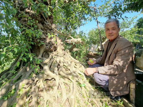 Cây sanh cổ của nghệ nhân Trần Văn Hưng (xã Lưu phương, huyện Kim Sơn) trồng ngoài trời dễ chăm sóc. Ảnh: Vũ Thượng