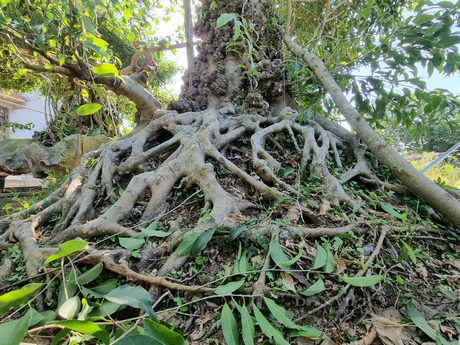 Bộ rễ cây sanh 