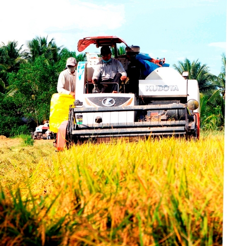 Ngành nông nghiệp nỗ lực vượt khó, đóng góp quan trọng cho kinh tế tỉnh Vĩnh Long (ảnh chụp trước dịch COVID-19).