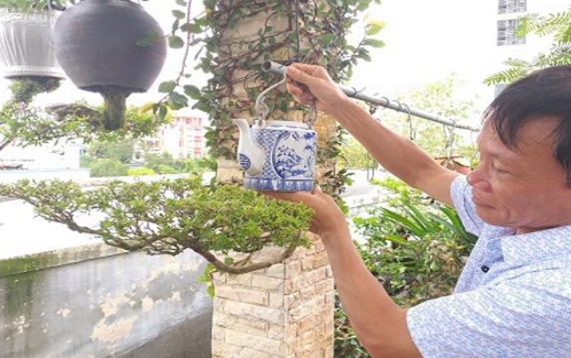 Một lão nông ở Quảng Nam đã đổi thế cho cây cảnh loại bonsai mọc ngược, và được xác nhận kỷ lục Việt Nam.