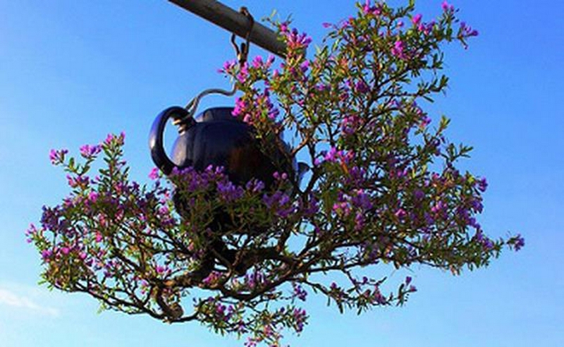 Hàng trăm tác phẩm cây cảnh loại bonsai mọc ngược độc đáo của lão nông ở Quảng Nam đã được Tổ chức kỷ lục Việt Nam xác nhận Bằng kỷ lục 