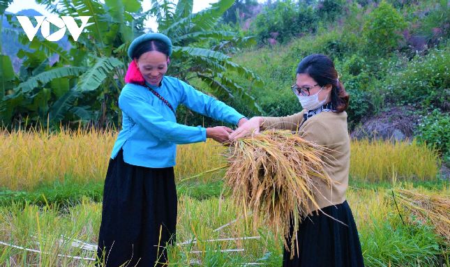 Đến với Bình Liêu vào mùa gặt, du khách sẽ được trải nghiệm gặt lúa cùng bà con trên ruộng bậc thang.