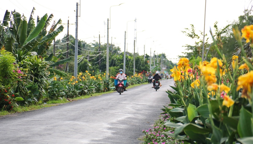 Đường hoa dài khoảng 3km thuộc địa bàn ấp 7, xã An Phước, huyện Mang Thít.