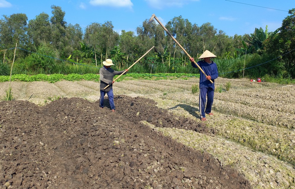 Nghề rẫy không những giúp nông dân nâng cao thu nhập trên cùng diện tích canh tác, mà còn tạo việc làm cho lao động nông thôn với các công đoạn làm đất, làm cỏ, thu hoạch… thu nhập ít nhất từ 120.000 đ/người/ngày.