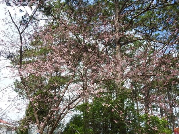 Hoa anh đào đã khoe sắc tại khu du lịch sinh thái quốc gia Măng Đen, trên cao nguyên Măng Đen, thị trấn Măng Đen, huyện Kon Plông, tỉnh Kon Tum trong dịp năm mới 2022.