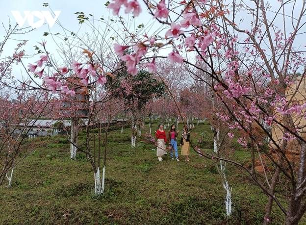 Đến nay trên cao nguyên Măng Đen, người dân và chính quyền huyện Kon Plông đã trồng hàng chục nghìn cây hoa anh đào và rất nhiều cây trong số này hàng năm đã nở hoa khoe sắc. Số lượng cây hoa anh đào ở đây đang không ngừng tăng lên nhờ phù hợp về thổ nhưỡng, thời tiết và khí hậu.
