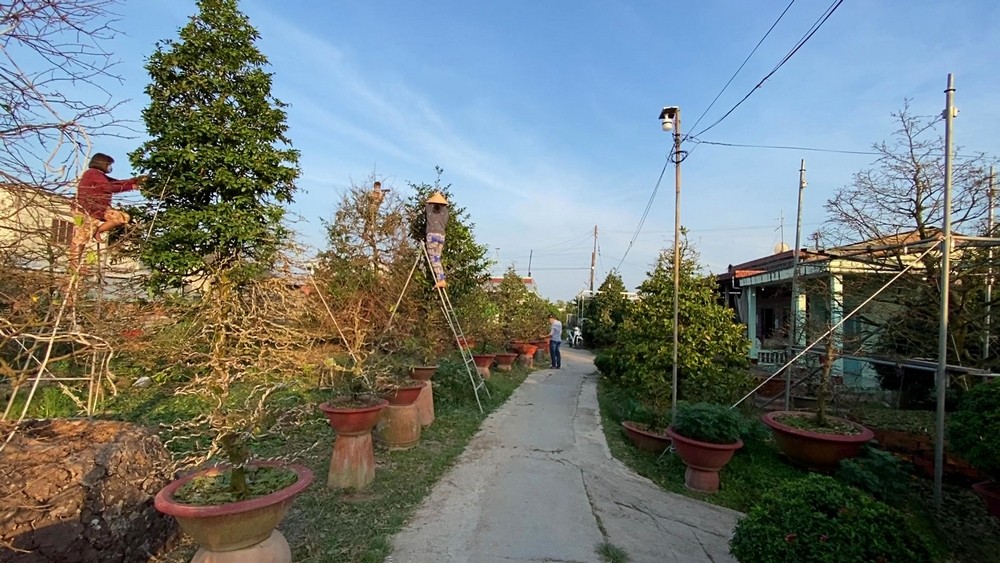 Vào thời điểm này, nhà nhà ở làng mai Phước Định hối hả lặt lá mai cho kịp nở hoa vào dịp Tết Nguyên Đán.