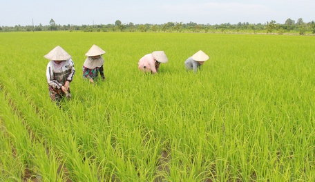 Mô hình lúa giống của xã Bình Ninh.