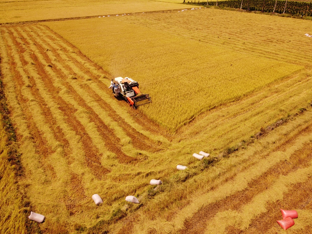 Cánh đồng lúa Đông Xuân xã Tân Lộc (Tam Bình), nhiều nông dân cho biết, vụ này năng suất bình quân mỗi công 800- 850kg, giá thu mua lúa OM5451 từ 5.700- 6.000 đ/kg, Hàm Châu dao động từ 5.500- 5.700 đ/kg, lúa thơm có giá 5.700- 5.800 đ/kg.
