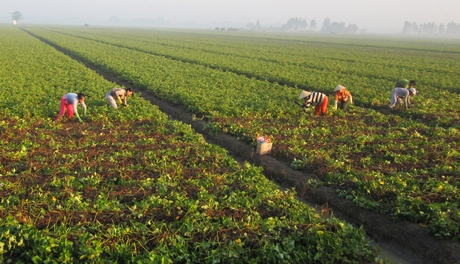 Huyện Bình Tân có 9/9 xã đạt tiêu chí tổ chức sản xuất trong xây dựng nông thôn mới. Khoai lang được xác định là cây trồng chủ lực.