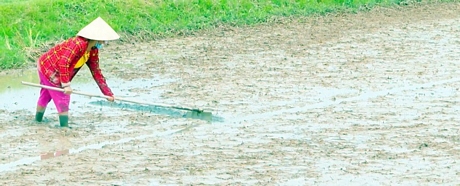 Một số diện tích lúa vụ Hè Thu bị ngập nước do mưa.