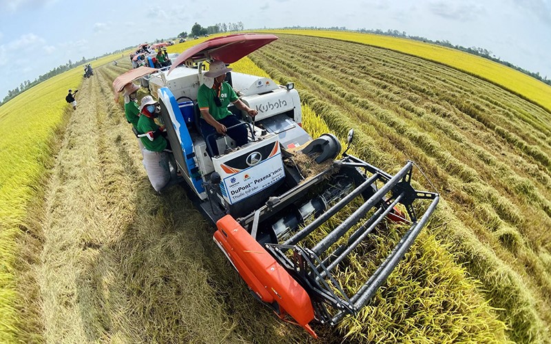 Gặt lúa bằng máy trên cánh đồng huyện Thoại Sơn, tỉnh An Giang. (Ảnh HÀ ANH)