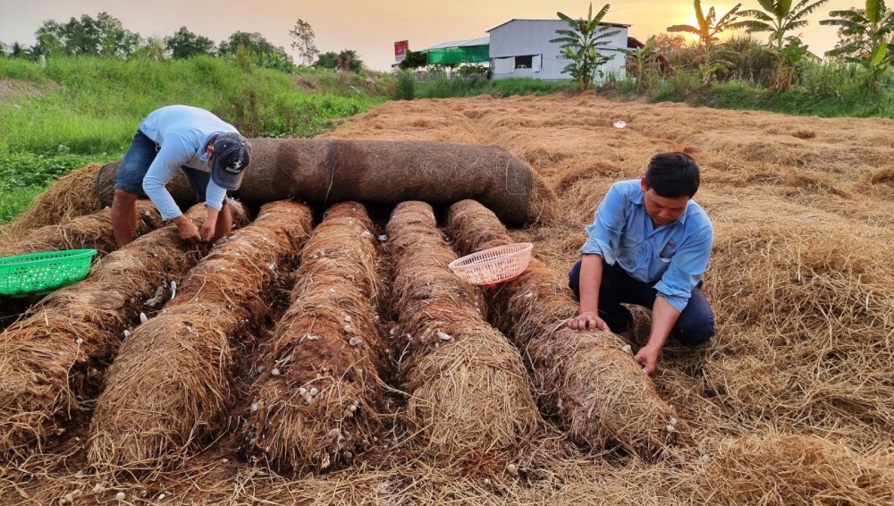 Hiện trên địa bàn TP Cần Thơ có 426ha trồng nấm rơm, tăng 23ha so cùng kỳ năm trước.