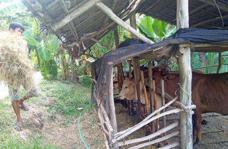 Chồng chị Pha Linh, ấp Kỳ Son, xã Loan Mỹ (Tam Bình) ngoài đặt dớn, làm cối gạch, còn nuôi được 3 con bò trong chuồng.