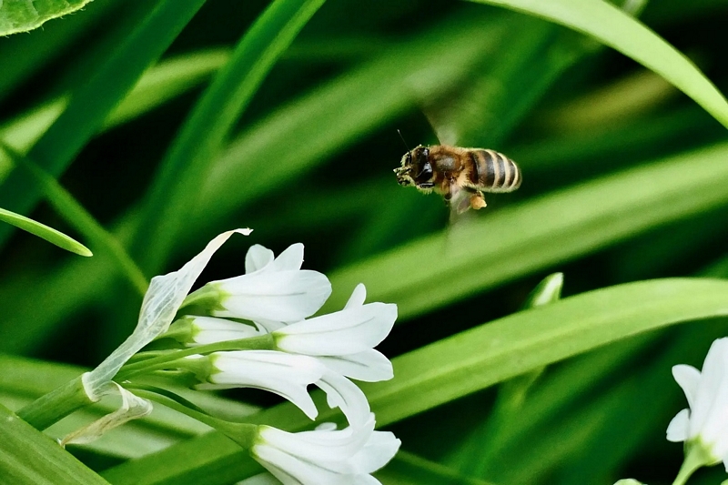 Một con ong thu thập phấn hoa ở vùng nông thôn thuộc hạt Oxfordshire, vùng England, Vương quốc Anh. (Ảnh: Geoffrey Swaine/Rex/Shutterstock)