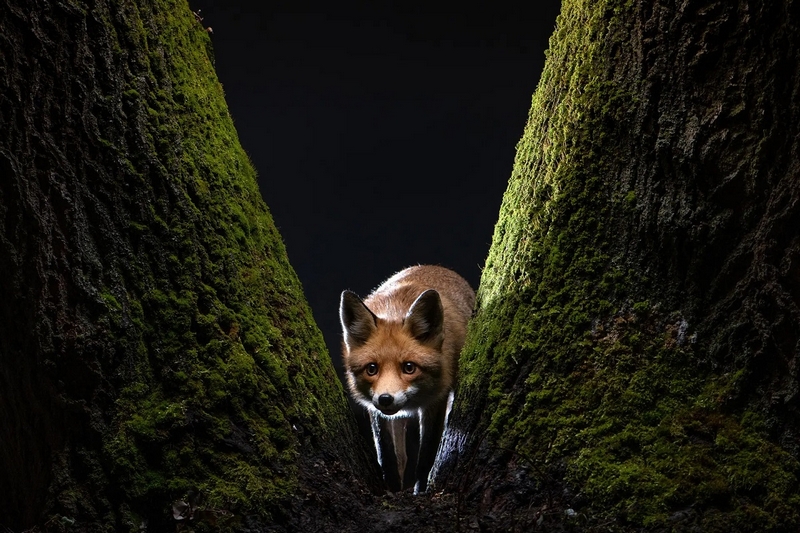 Tác phẩm “Fox’s Tale” (câu chuyện của cáo) của nhiếp ảnh gia người Hungary, Milan Radisics, giành chiến thắng ở hạng mục “Động vật hoang dã và thiên nhiên” của Giải thưởng nhiếp ảnh Sony World 2022. (Ảnh: Milan Radisics)