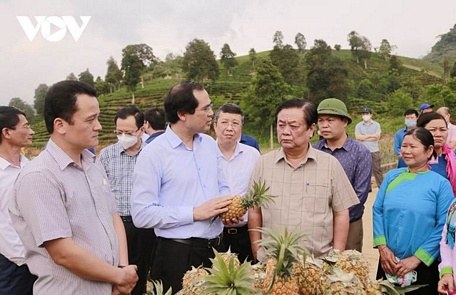  Bộ trưởng Lê Minh Hoan và đoàn công tác thăm vùng trồng dứa Mường Khương. Ảnh: Mạnh Dũng