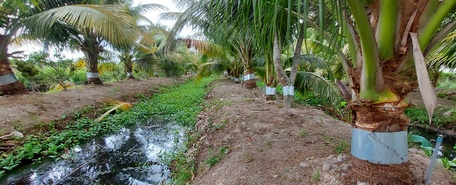 Cần thường xuyên dọn vệ sinh cây, phát quang vườn dừa để hạn chế sâu hại tấn công.