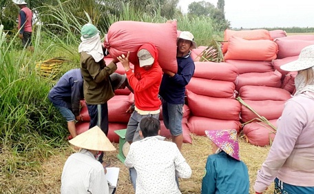 Nông dân thu hoạch lúa Đông Xuân, bán lúa tươi tại ruộng.