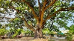 Đến Bạc Liêu xem cây xoài 300 tuổi