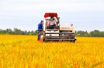 Tìm giải pháp nâng cao hiệu quả sau thu hoạch lúa gạo