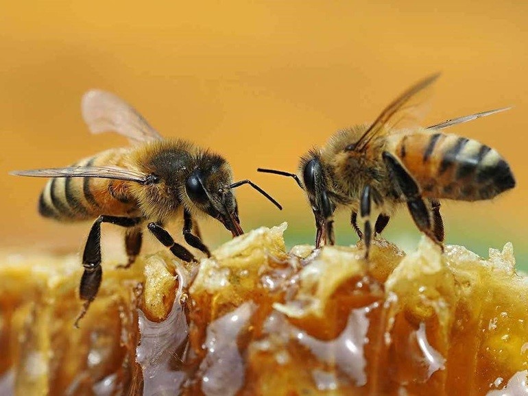 Loài ong biết tính số chẵn, lẻ
