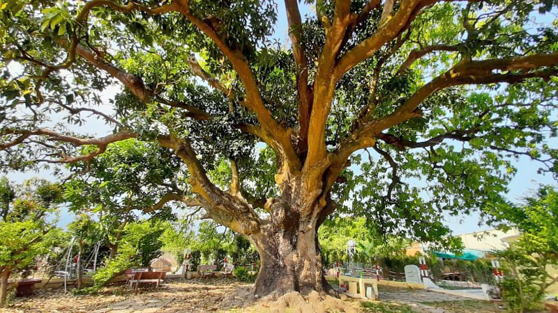 Đây là cây xoài cổ thụ có tuổi thọ lớn nhất tại Bạc Liêu, được chăm sóc, bảo tồn phục vụ khách du lịch đến tham quan, nghiên cứu. 