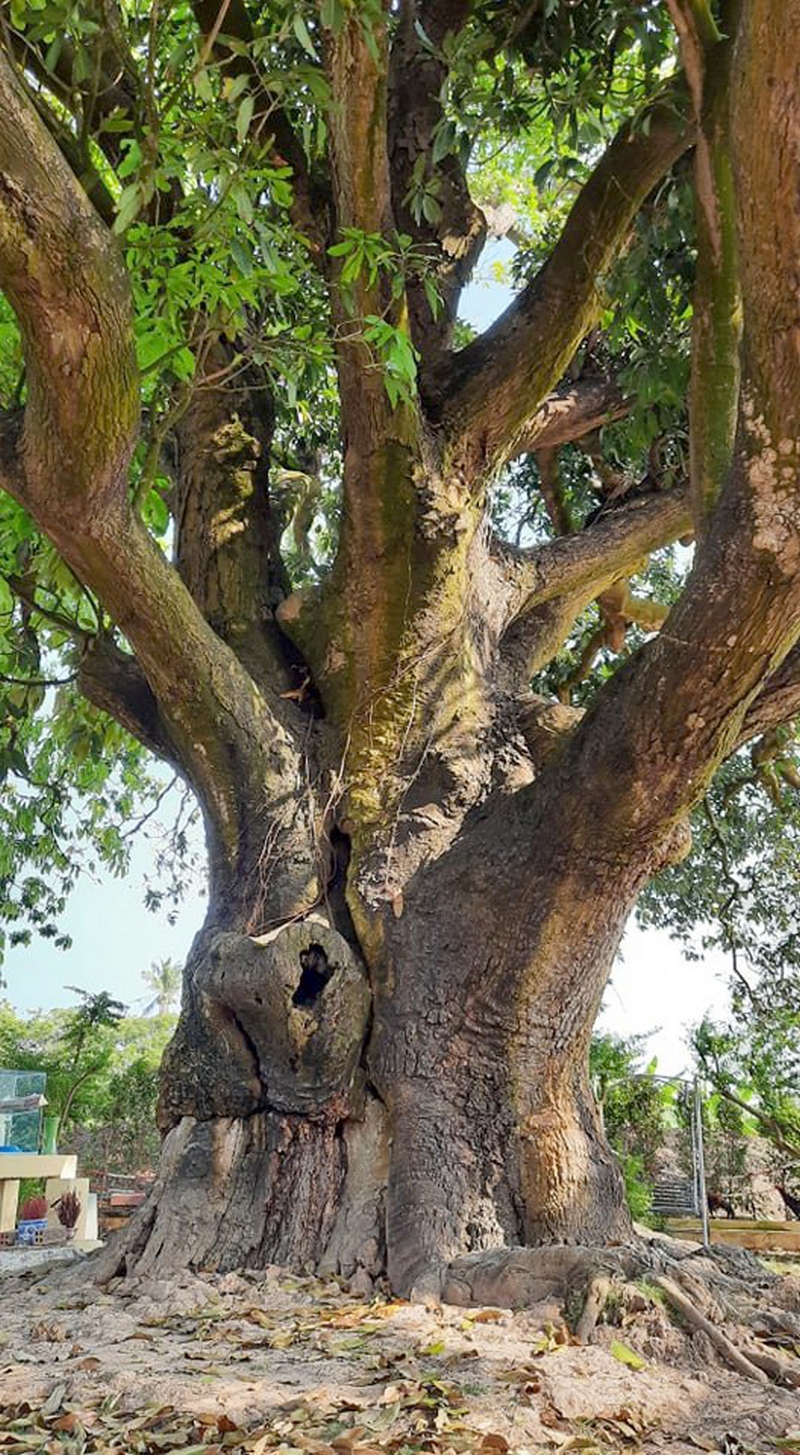 Năm 2015, cây đã được Hội Bảo vệ thiên nhiên và môi trường Việt Nam công nhận là cây di sản Việt Nam.