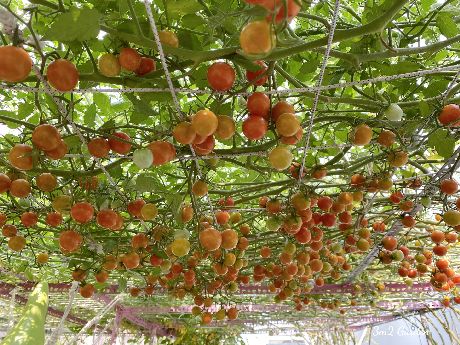 Kinh nghiệm trồng cà chua sai quả: Giàn cà chua 