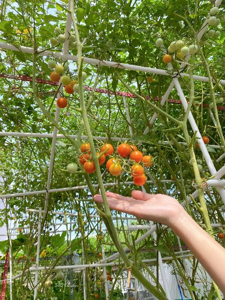 Kinh nghiệm trồng cà chua sai quả: Những gốc cà chua được tạo giàn bằng ống nhựa luồn điện.