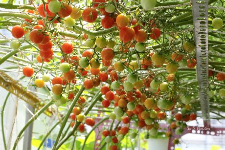 Kinh nghiệm trồng cà chua sai quả: Anh Nguyện dùng nước vôi trong để tưới giúp cây hấp thụ canxi, giúp hoa dễ đậu trái.