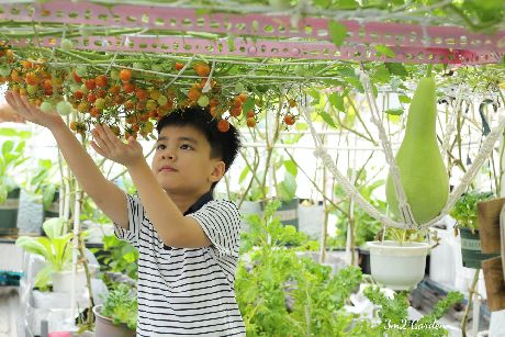 Kinh nghiệm trồng cà chua sai quả: Các con của gia đình anh Nguyện thích thú khi được thu hoạch cà chua trong khu vườn sân thượng.