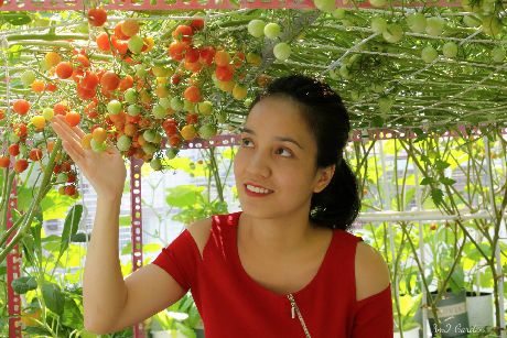 Kinh nghiệm trồng cà chua sai quả: Từng chùm quả chín mọng vô cùng đẹp mắt.