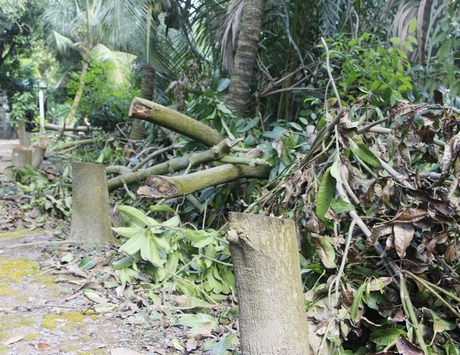 Thua lỗ, một số nhà vườn trồng xoài Đài Loan đốn bỏ cây.