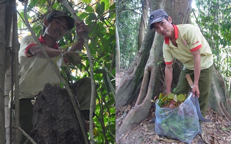 Một thợ rừng ở ấp Rau Tần nói anh sống… trên cây nhiều hơn ở nhà. Những người sống bằng nghề hái rau rừng là những người bảo vệ rừng như bảo vệ sự sống