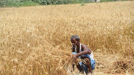 Đợt nắng nóng kỷ lục đã gây thiệt hại cho sản lượng lúa mì khắp Ấn Độ.Ảnh: Hindustan Times