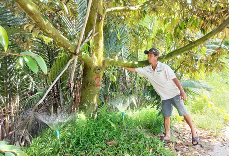 Hàng ngày, anh Lực đều dành thời gian ra vườn để săn sóc cây sầu riêng. 