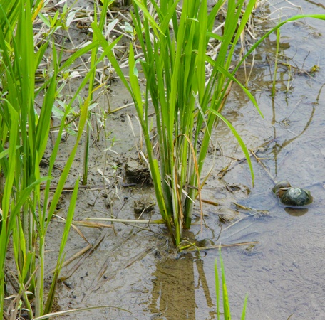 Ốc bươu vàng xuất hiện nhiều vào mùa mưa,  gây hại cho lúa.