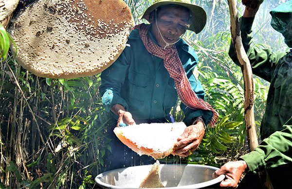 Du khách được giới thiệu về nghề truyền thống lâu đời và trải nghiệm thực tế cách người dân địa phương nuôi, khai thác mật ong. Thưởng thức mật ngay tại chỗ và mua mật vừa lấy ra từ rừng về để làm quà tặng.