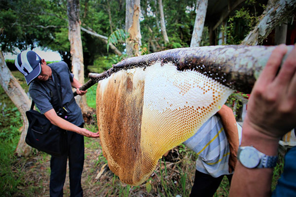 Nếu đến thăm đất rừng U Minh Hạ mà không trải nghiệm nghề di sản “Gác kèo ong” là chưa trọn vẹn. Cũng nhờ du lịch trải nghiệm phát triển mạnh những năm gần đây mà giá trị mật ong không ngừng tăng và giúp người dân sống được với rừng.