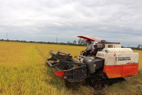 Bảo quản, chế biến sau thu hoạch góp phần nâng cao chất lượng lúa gạo.