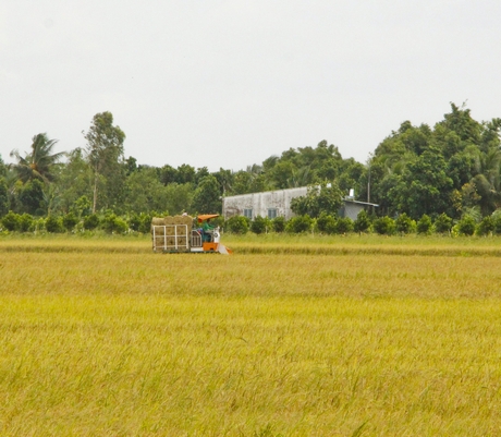 Khâu xử lý lúa gạo sau thu hoạch còn hạn chế.