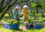 Vĩnh Long phát triển vườn cây ăn trái an toàn sinh học